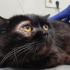 Sokağa terk edilmiş British Shorthair oğlan fotoğraf