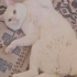 ÖMÜRLÜK YUVA ARANIYOR 1 bucuk Yaşında erkek kısır fotoğraf
