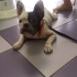 Ücretsiz genç, dişi Frenchbulldog fotoğraf