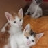 3 KARDEŞ YUVALARINI ARIYOR fotoğraf