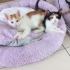 3 KARDEŞ YUVALARINI ARIYOR fotoğraf