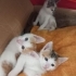 3 KARDEŞ YUVALARINI ARIYOR fotoğraf