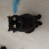 Kısır dişi Scottish fold fotoğraf