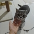 Çakılımız Ailemizin Prensi fotoğraf