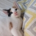 1 bucuk aylık yavruya ÖMÜRLÜK YUVA ARANIYOR fotoğraf