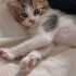 MİNİK YAVRUYA ÖMÜRLÜK YUVA ARIYORUZ fotoğraf