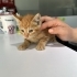 Limon iç dış parazitleri ve karma aşısı yapıldı fotoğraf