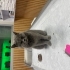 British shorthair dişi kedi fotoğraf