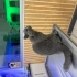 British shorthair dişi kedi fotoğraf
