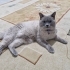 British Shorthair-Blue Point fotoğraf