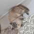 British Shorthair-Blue Point fotoğraf