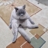 British Shorthair-Blue Point fotoğraf