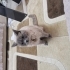 British Shorthair-Blue Point fotoğraf