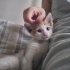 Yavru kedi 2 aylık 😇 fotoğraf