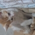 Yavru kedi 2 aylık 😇 fotoğraf