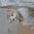 Yavru kedi 2 aylık 😇 fotoğraf