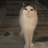 4 Yaşında Dişi Tekir Çipli fotoğraf