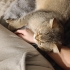 Black Golden Shaded British Shorthair Oğlumuza Acil Yuva Arıyoruz fotoğraf