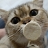Black Golden Shaded British Shorthair Oğlumuza Acil Yuva Arıyoruz fotoğraf