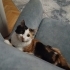 Lütfen cok acil sokağa bırakacaklar fotoğraf