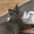 Güzel anneye yuva fotoğraf