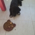 2 aylık yavru köpek yeni evini arıyor !ACİLL!! fotoğraf