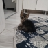 Annesiz yavru kedi acil sahiplendirme bekliyor fotoğraf