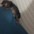 Annesiz yavru kedi acil sahiplendirme bekliyor fotoğraf