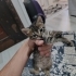 Annesiz yavru kedi acil sahiplendirme bekliyor fotoğraf