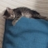 Annesiz yavru kedi acil sahiplendirme bekliyor fotoğraf