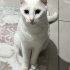 Sevimli dostuma güvenilir yuva arıyorum fotoğraf