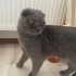 Sokakta çaresiz bulunan masum ürkek bi melek fotoğraf