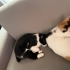 Anne kedi ve kızları fotoğraf