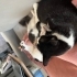Anne kedi ve kızları fotoğraf