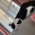 Anne kedi ve kızları fotoğraf