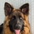 Arya - Eğitimli Dişi Alman Çoban Köpeği | Doğru Yuva Aranıyor fotoğraf