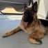 Arya - Eğitimli Dişi Alman Çoban Köpeği | Doğru Yuva Aranıyor fotoğraf