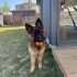 Arya - Eğitimli Dişi Alman Çoban Köpeği | Doğru Yuva Aranıyor fotoğraf