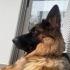 Arya - Eğitimli Dişi Alman Çoban Köpeği | Doğru Yuva Aranıyor fotoğraf