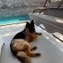 Arya - Eğitimli Dişi Alman Çoban Köpeği | Doğru Yuva Aranıyor fotoğraf