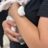 Panda iç dış parazitleri yapıldı veterinere muyanesi yapıldı fotoğraf