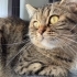 Tabby British Bulut kısır aşıları tam fotoğraf