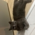 Temas sever Ev kedisi fotoğraf
