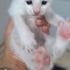 DİŞİ VE ERKEK VAN MELEZLERİ fotoğraf