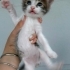 DİŞİ VE ERKEK VAN MELEZLERİ fotoğraf