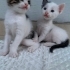 DİŞİ VE ERKEK VAN MELEZLERİ fotoğraf