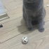 YAKLAŞIK 1 YAŞ CİVARI SCOTTISH FOLD fotoğraf