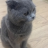 YAKLAŞIK 1 YAŞ CİVARI SCOTTISH FOLD fotoğraf