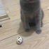 YAKLAŞIK 1 YAŞ CİVARI SCOTTISH FOLD fotoğraf