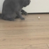 YAKLAŞIK 1 YAŞ CİVARI SCOTTISH FOLD fotoğraf